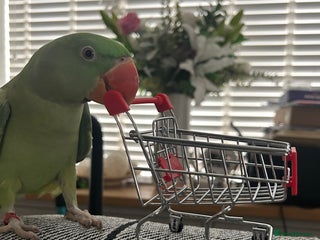 Ringnecks birds - Advert 1