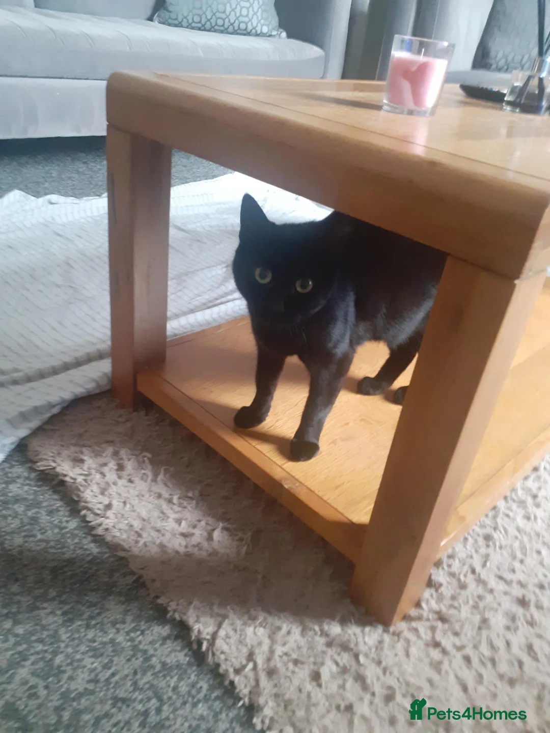 Mixed Breed cats for sale: 4 mixed breed kittens  in Peterlee - Advert 1