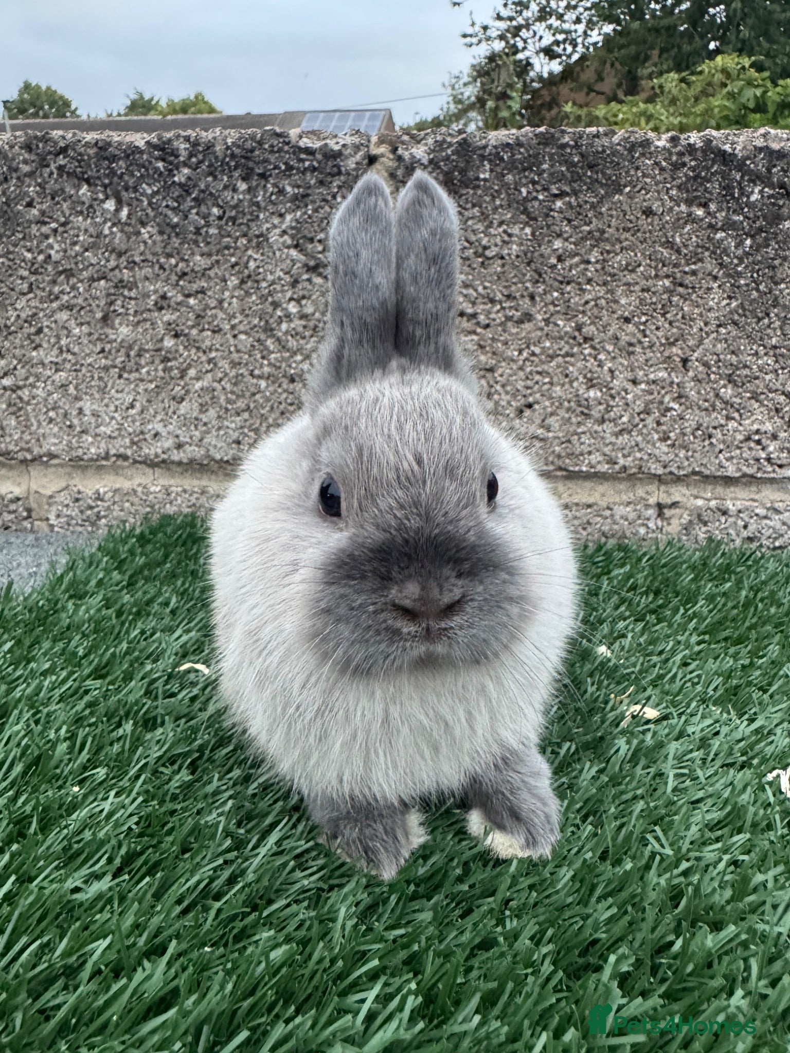 Netherland Dwarf rabbits Pure breed Netherlands dwarf  - Advert 1