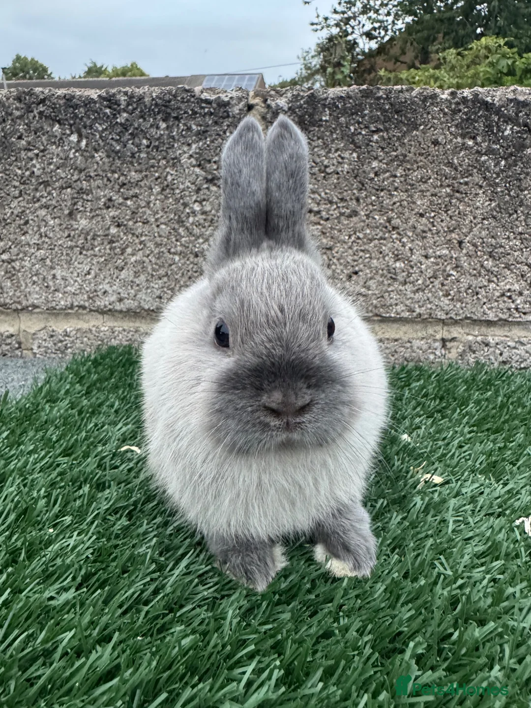 Netherland Dwarf rabbits for sale: Pure breed Netherlands dwarf  - Advert 1
