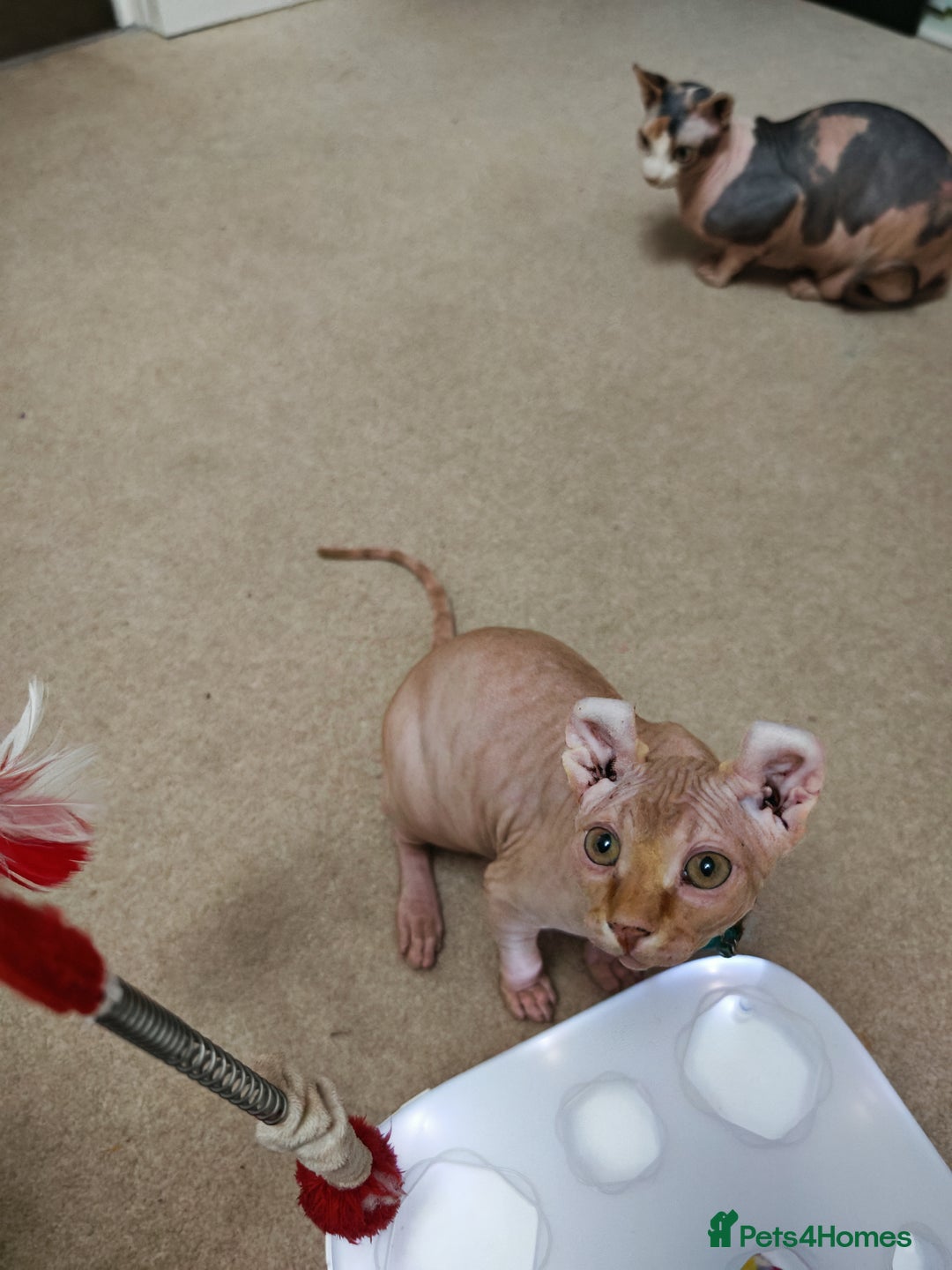 Sphynx cats for sale: 2 Ginger Unique Elf Boys left! READY NOW - Advert 4