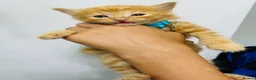 Maine Coon cats for sale: 2 beautiful cross kittens looking for loving homes - Advert 4