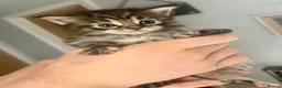 Ragcoon cats for sale: Beautiful Ragcoon kittens 🐱  - Advert 24