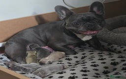 French Bulldog dogs for sale: Ready now Beautiful French bulldog puppies - Image 7