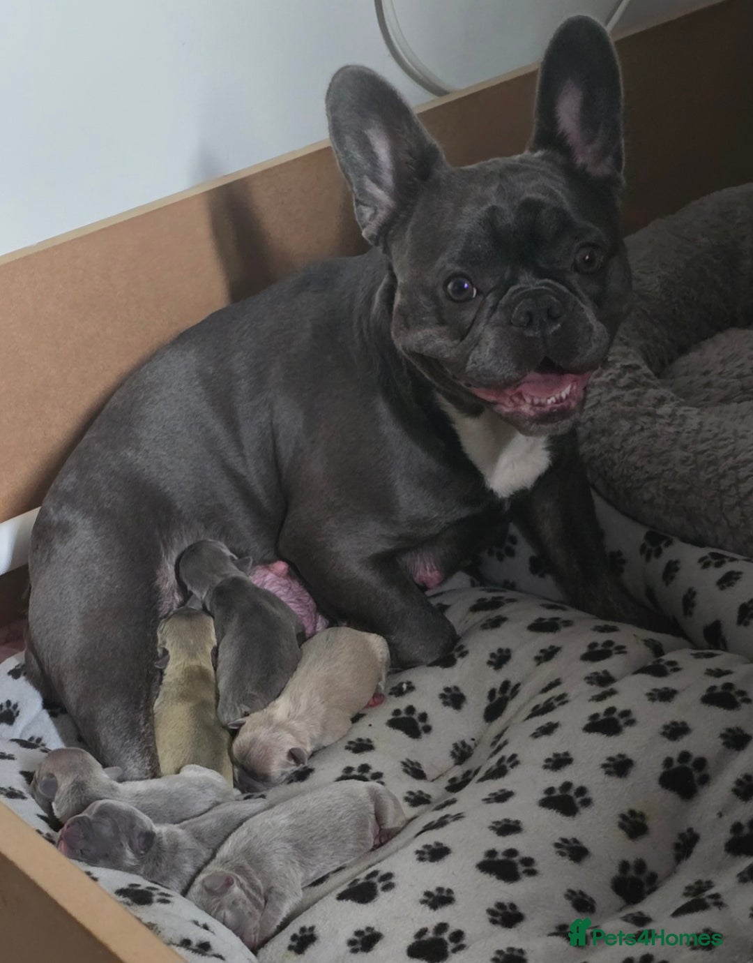 French Bulldog dogs for sale: Ready now Beautiful French bulldog puppies - Image 7