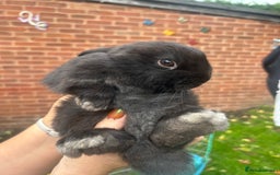 Mini Lion Lop rabbits for sale: Baby lion lops for sale  - Image 2