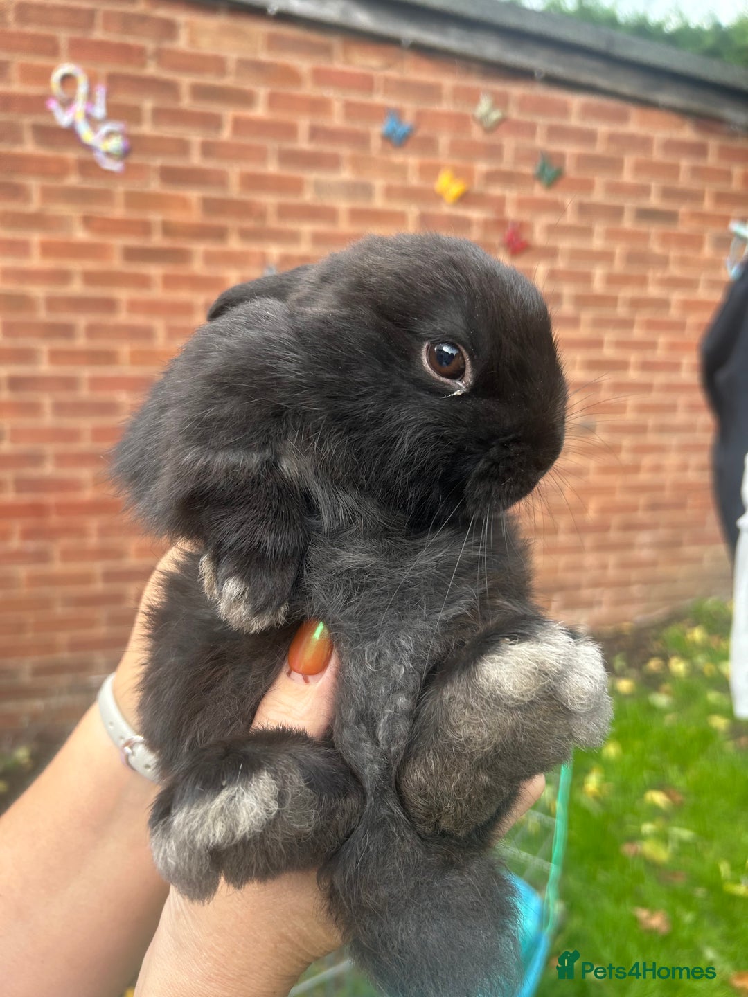 Mini Lion Lop rabbits for sale: Baby lion lops for sale  - Image 2