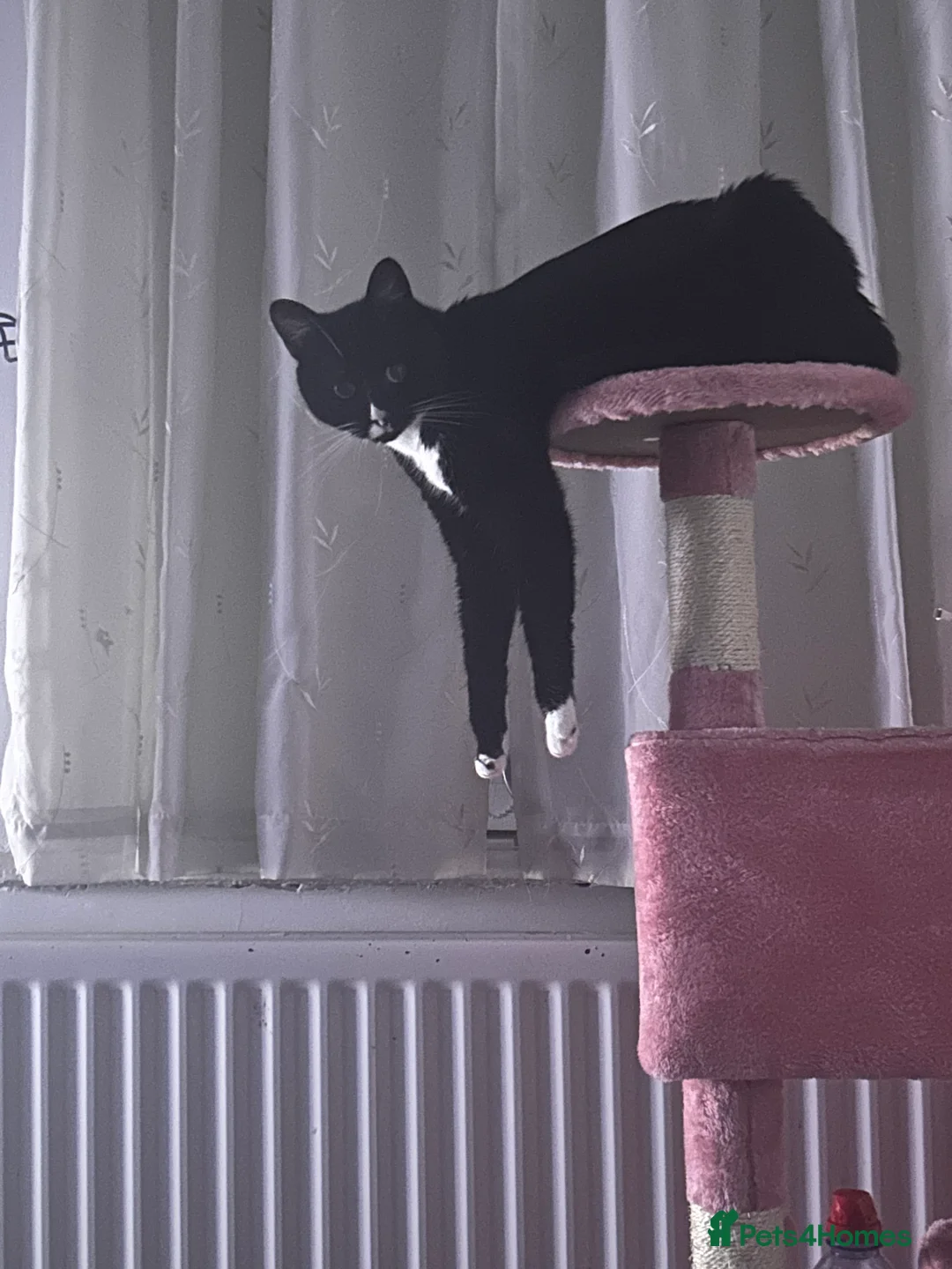 Domestic Shorthair cats for sale: Skylar - Advert 8