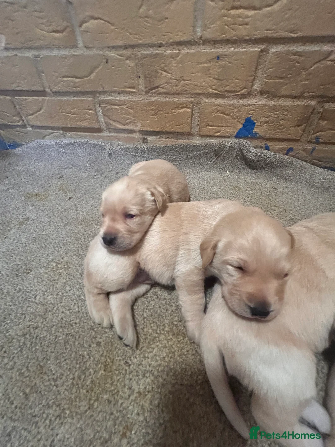 Labrador Retriever dogs for sale: Labrador golden puppies  - Advert 8