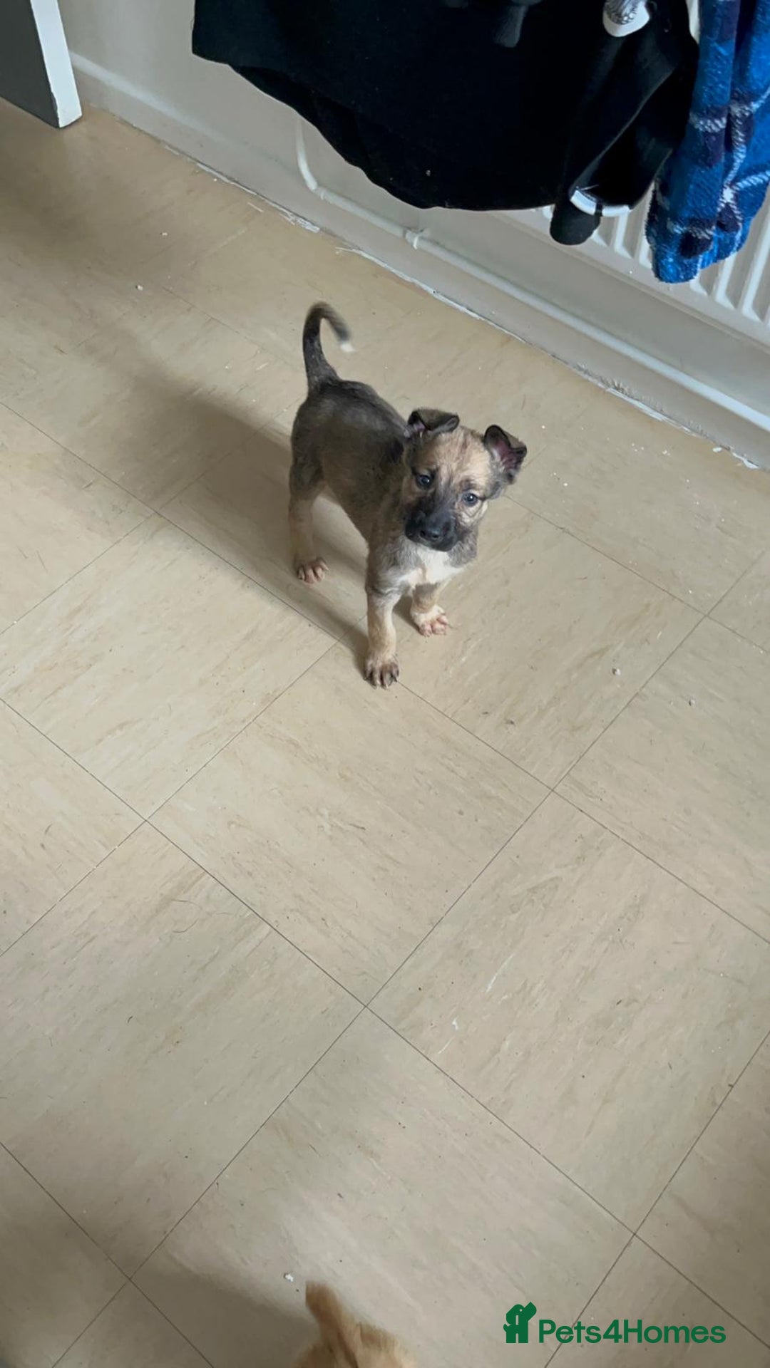 Mixed Breed dogs for sale: 8 beautiful pups  - Image 6