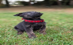 Mixed Breed dogs for sale: 15 week old german shepherd dutch herder cross - Image 6