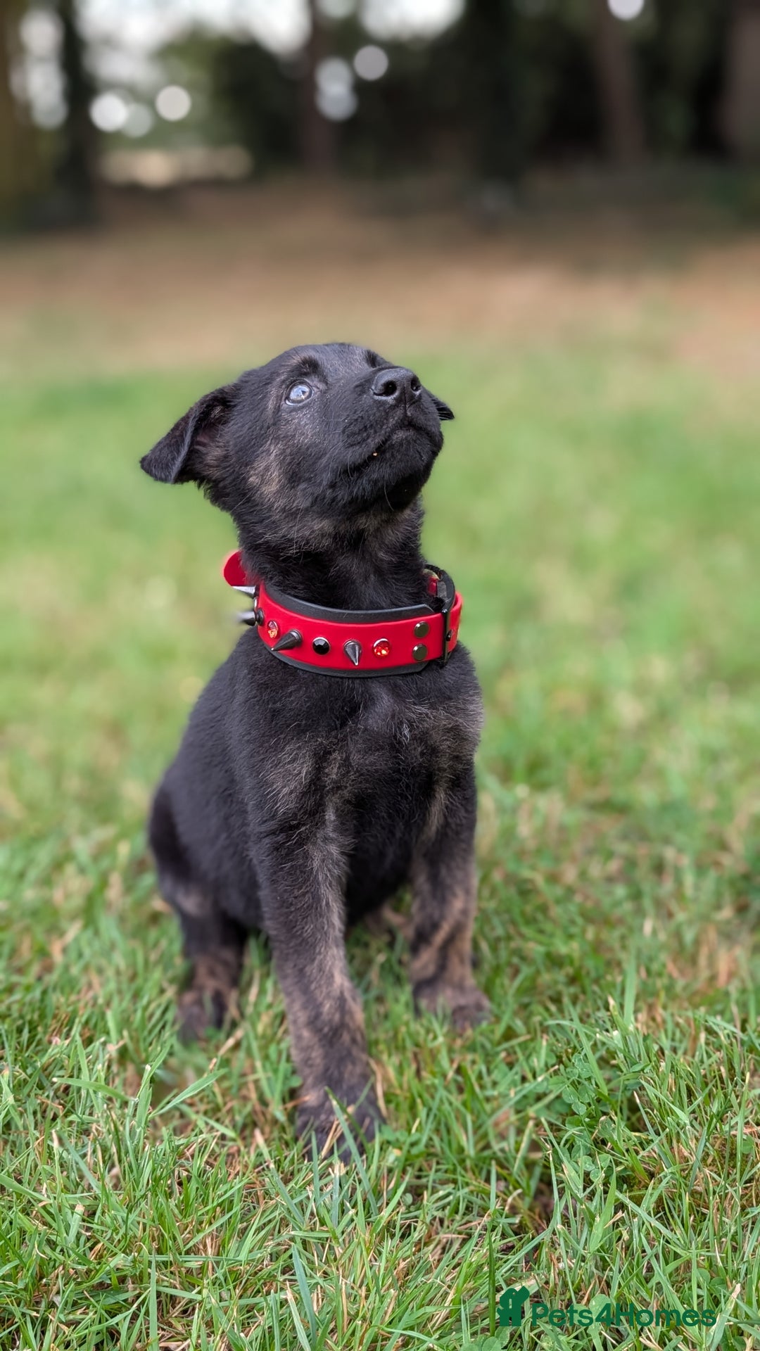 Mixed Breed dogs for sale: 15 week old german shepherd dutch herder cross - Image 6
