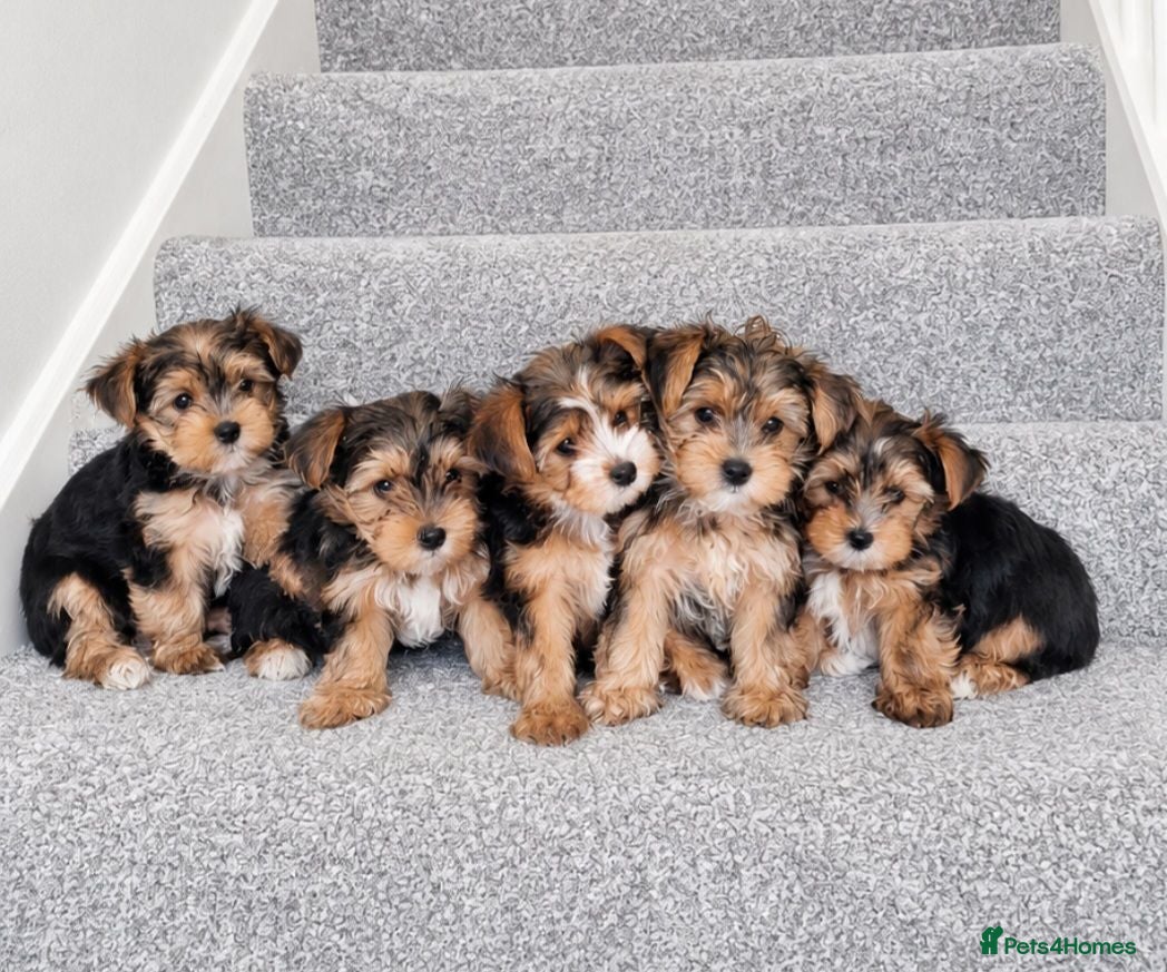 Yorkshire Terrier dogs Beautiful puppies looking for their forever homes! - Advert 8