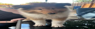 Rough Collie 1