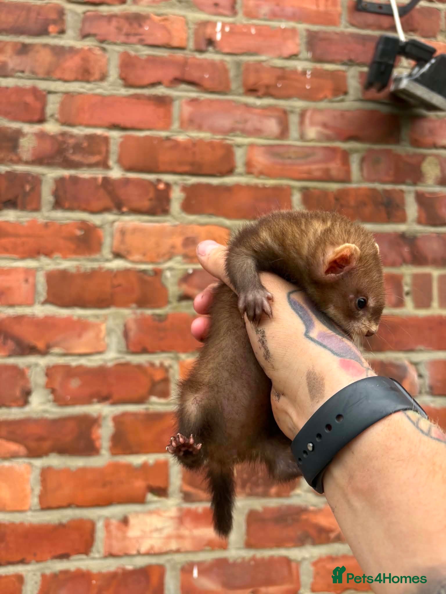 Ferret rodents Mixture of Jill and hobs - Advert 1
