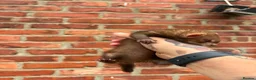 Ferret rodents for sale: Mixture of Jill and hobs in Sunderland - Advert 1