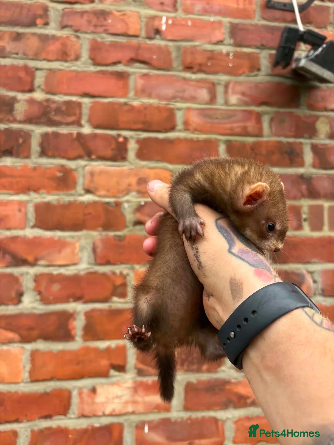 Ferret rodents for sale: Mixture of Jill and hobs in Sunderland - Advert 1