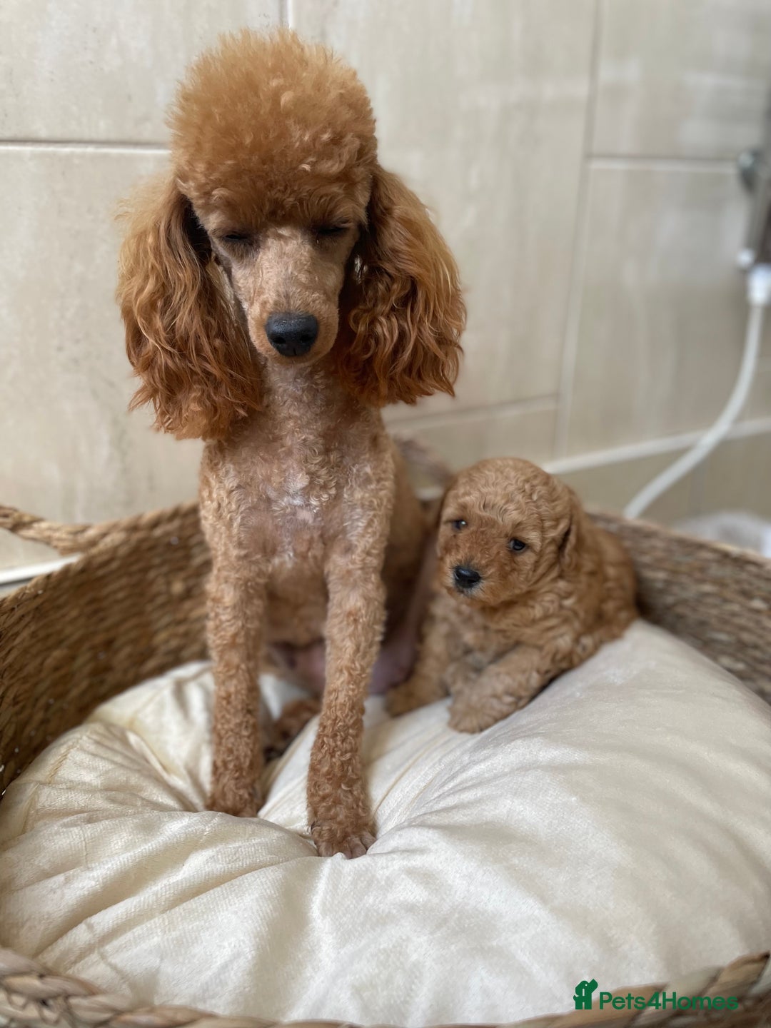 Toy Poodle dogs for sale: 5*Ukrainian toy poodle 1 girl available  - Image 11