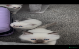 Ragdoll cats for sale: Beautiful Ragdoll kittens  - Image 7