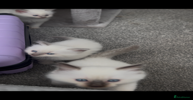Ragdoll cats - Advert 6
