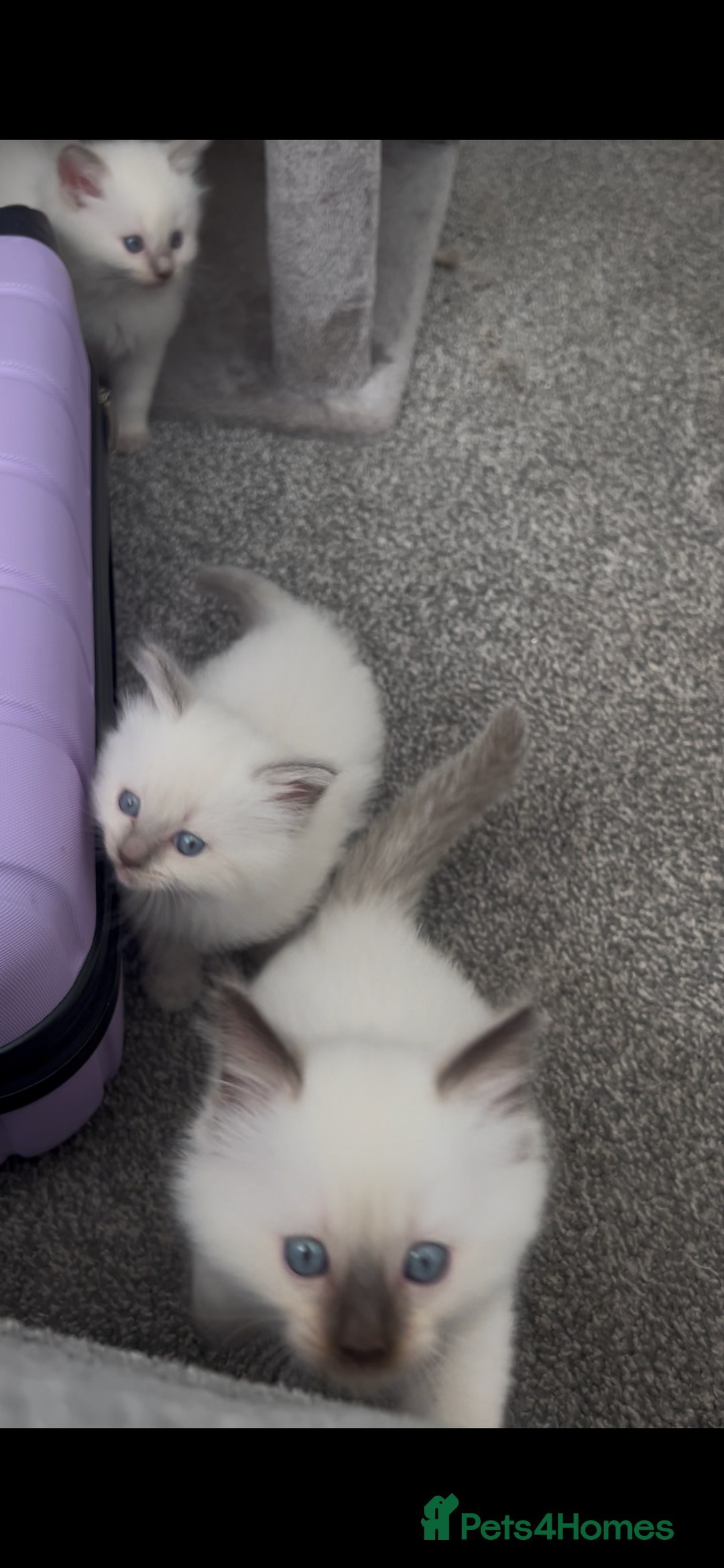 Ragdoll cats for sale: Beautiful Ragdoll kittens  - Image 7