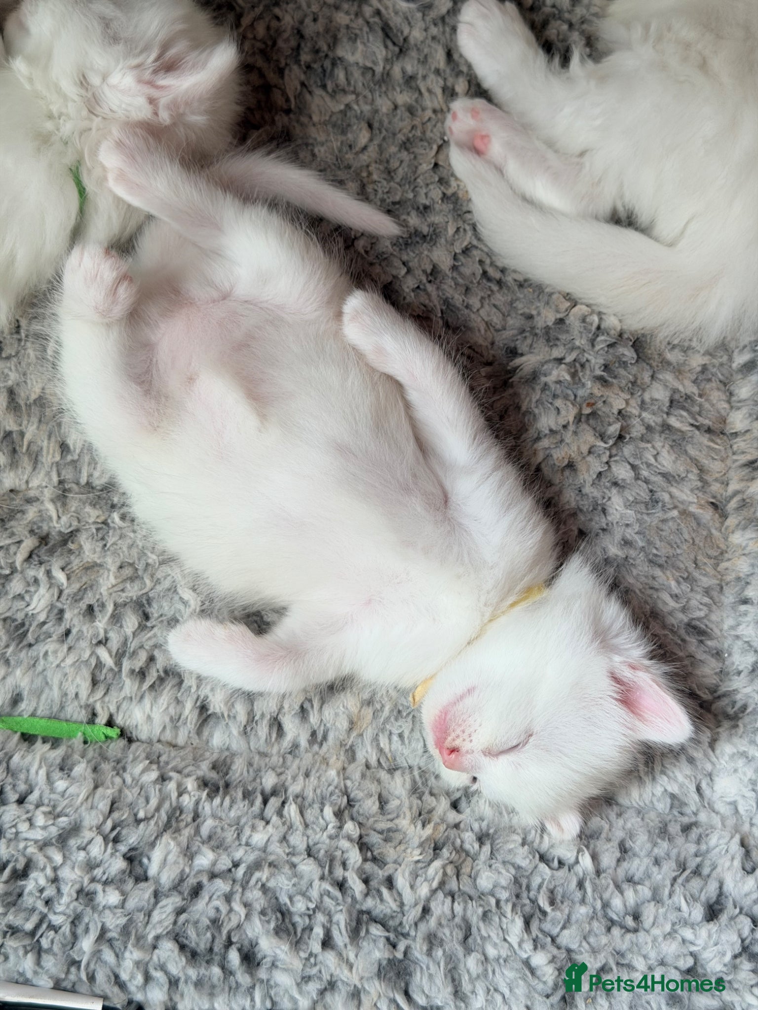 Turkish Angora cats Turkish Angora Kittens - Advert 1