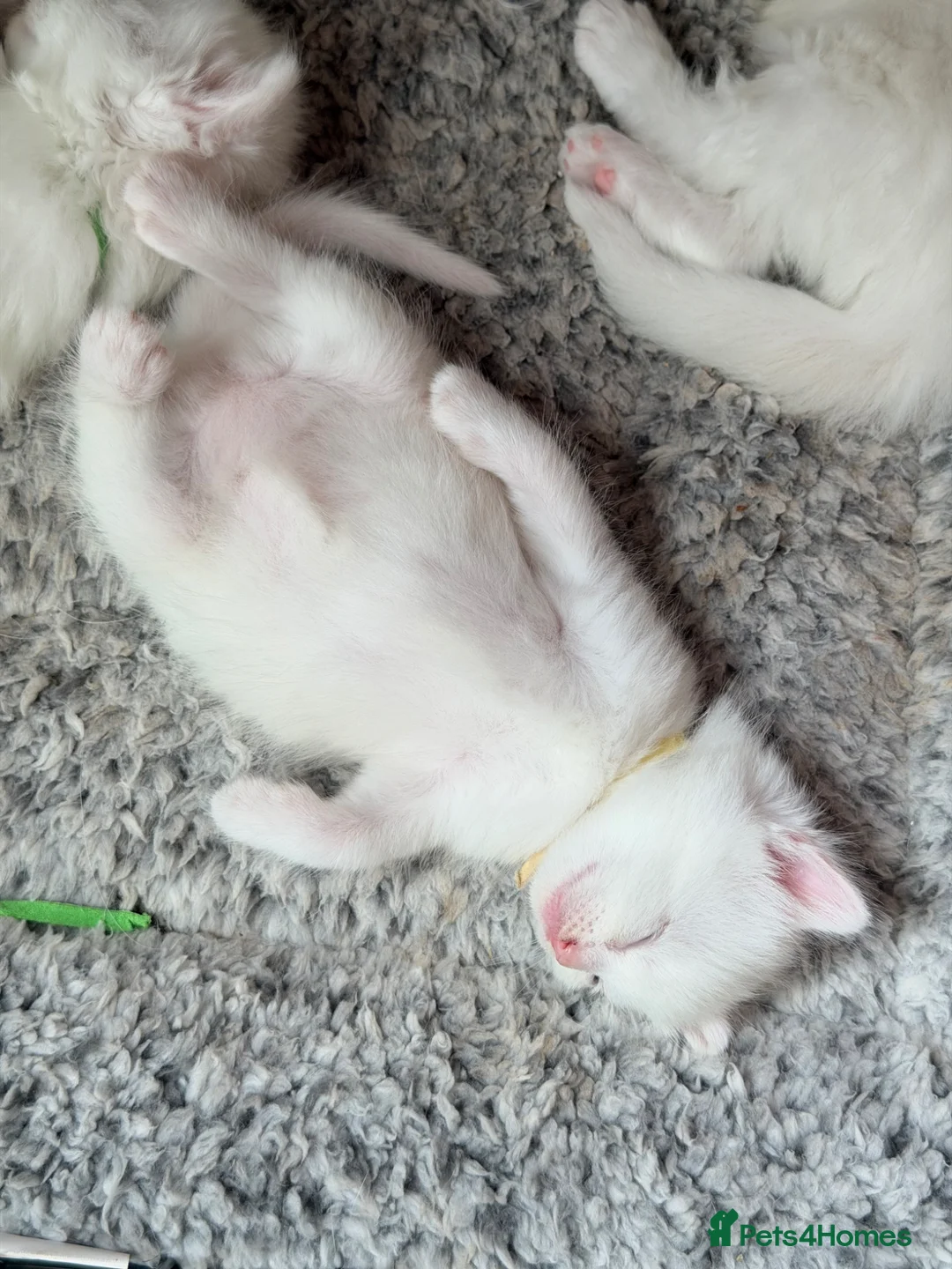 Turkish Angora cats for sale: Turkish Angora Kittens - Advert 1