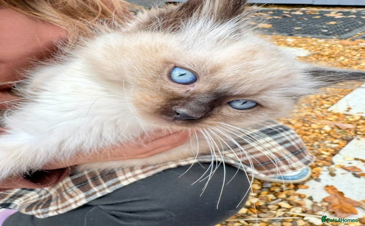 Ragdoll cats  ragdoll kittens  - Advert 1