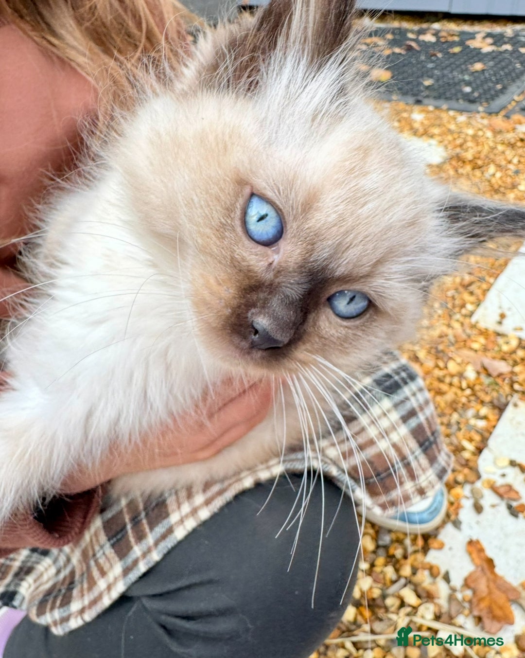 Ragdoll cats for sale:  ragdoll kittens  - Advert 1