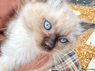 Ragdoll cats ragdoll kittens - Advert 5