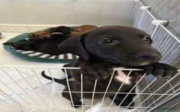 Mixed Breed dogs for sale: Lurcher x Standard Dachshund Puppies  - Image 5
