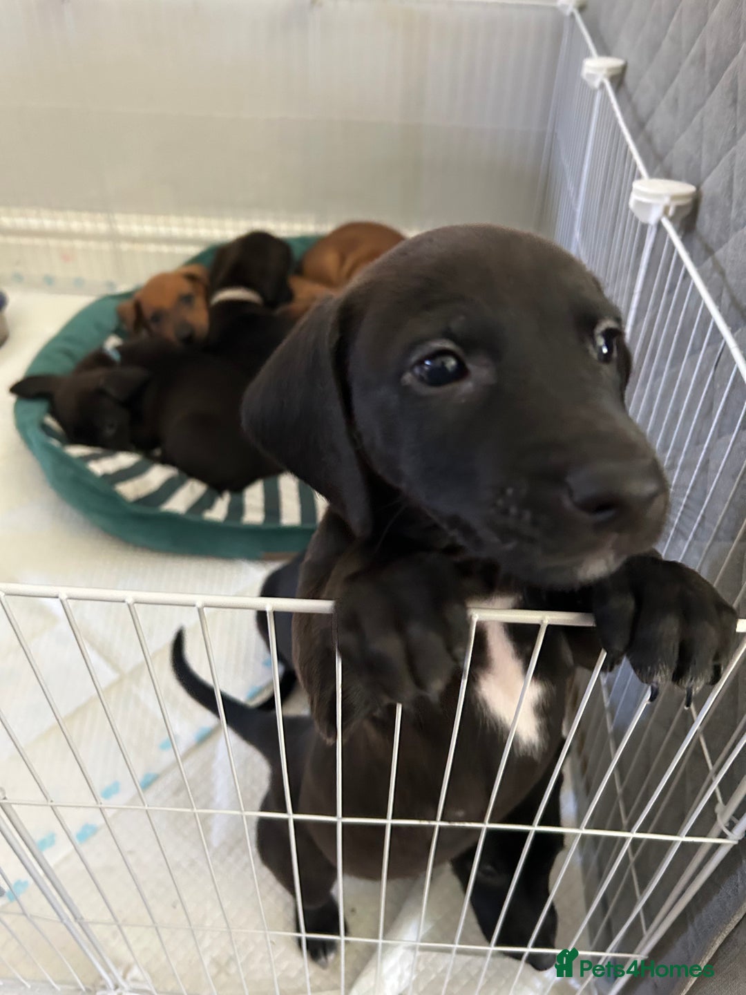 Mixed Breed dogs for sale: Lurcher x Standard Dachshund Puppies  - Image 5