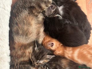 Maine Coon cats Maincoon cross ragdoll - Advert 1