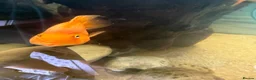 Cichlids fish for sale: Parrot Cichlid in Andover - Advert 2