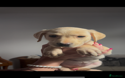 Labrador Retriever dogs for sale: Adorable Labradors ready for there forever  home  - Image 11