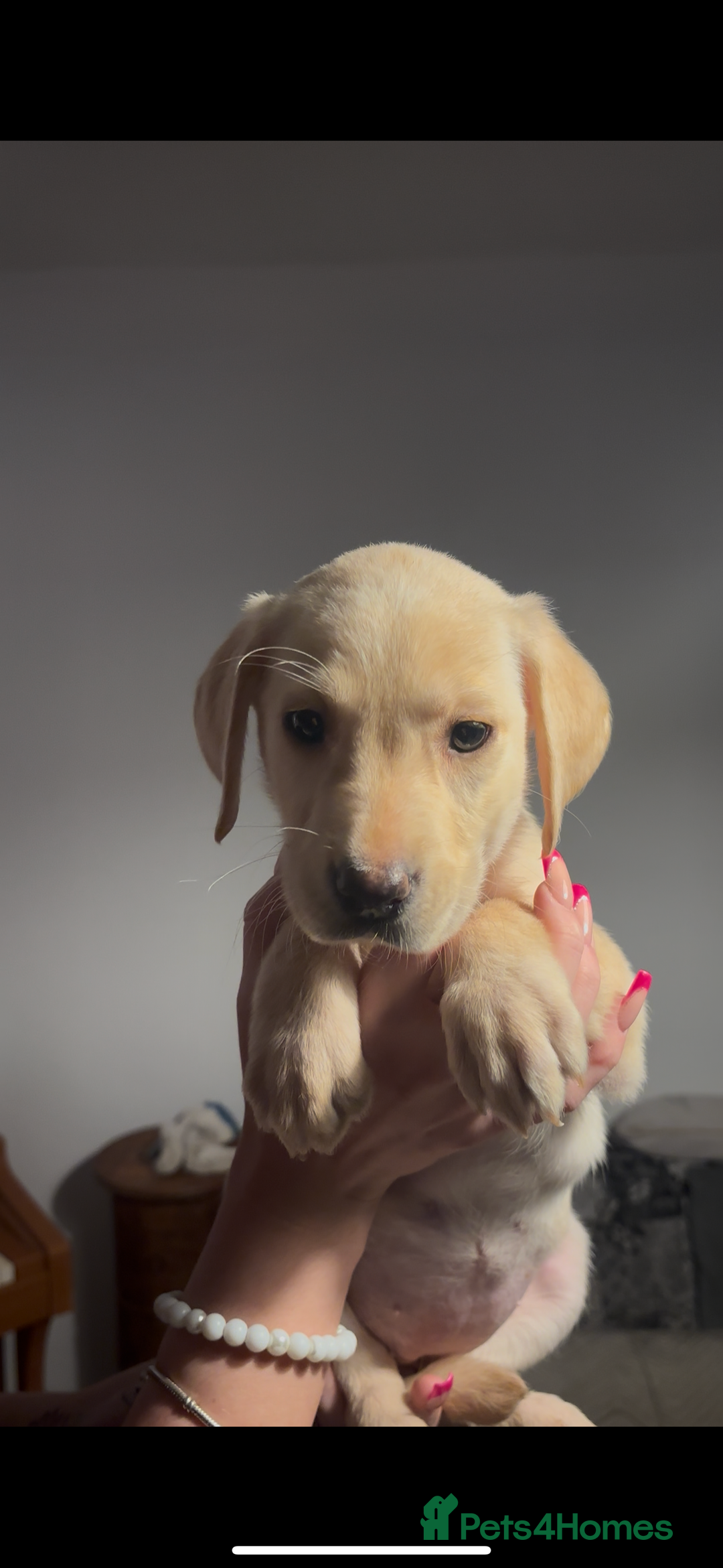 Labrador Retriever dogs for sale: Adorable Labradors ready for there forever  home  - Image 11