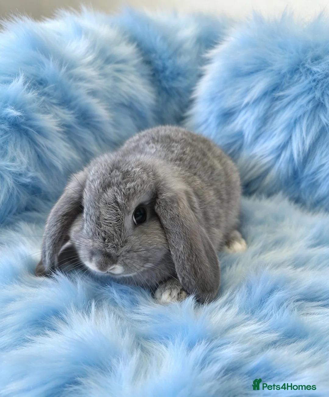 Mini Lop rabbits for sale: Mini lop baby plush carrier - Advert 2