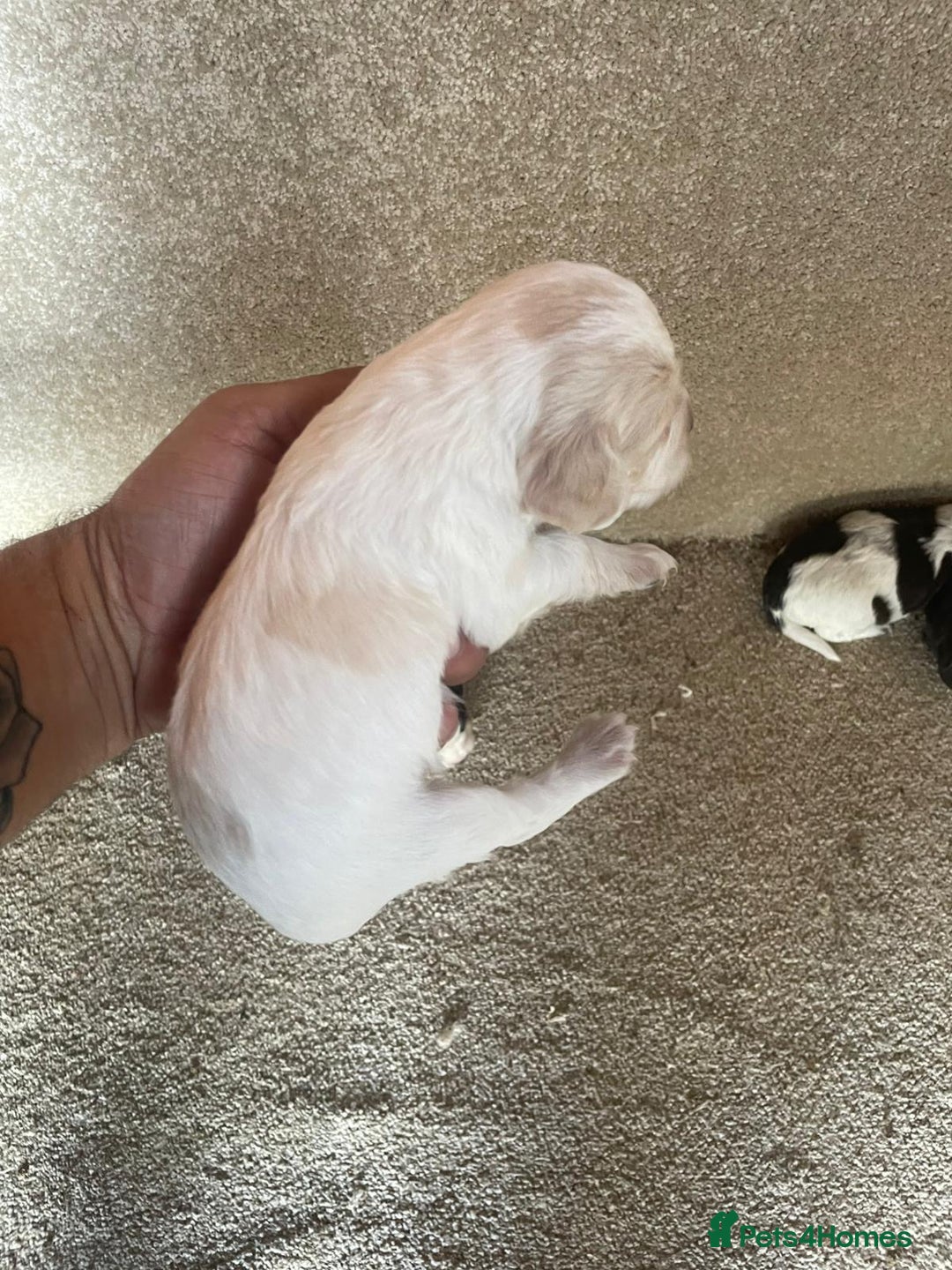 Cocker Spaniel dogs for sale: Cocker Spaniel Pups - Image 3