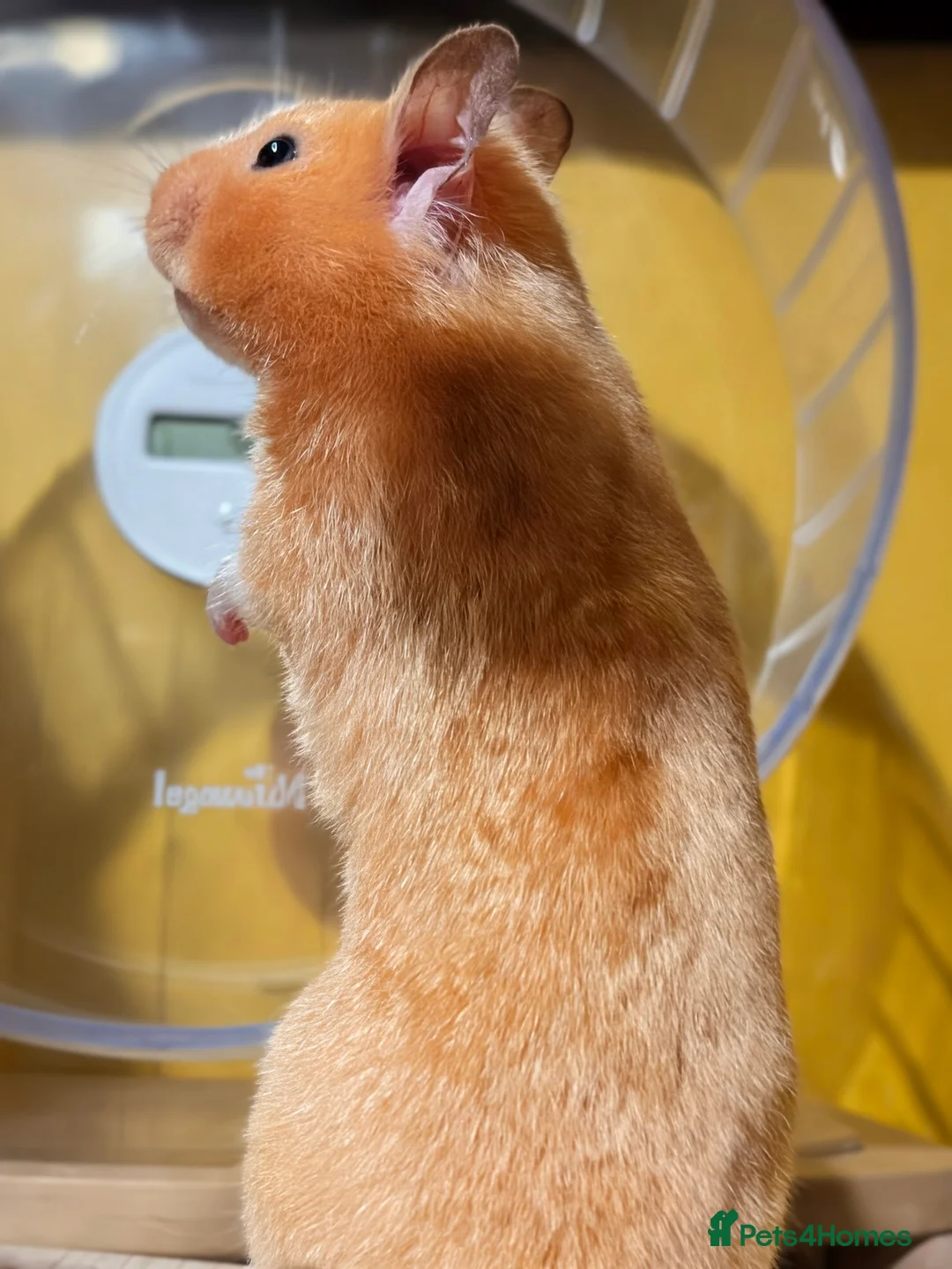 Hamster rodents for sale: Hundred Acre Hamster Rescue  - Advert 3