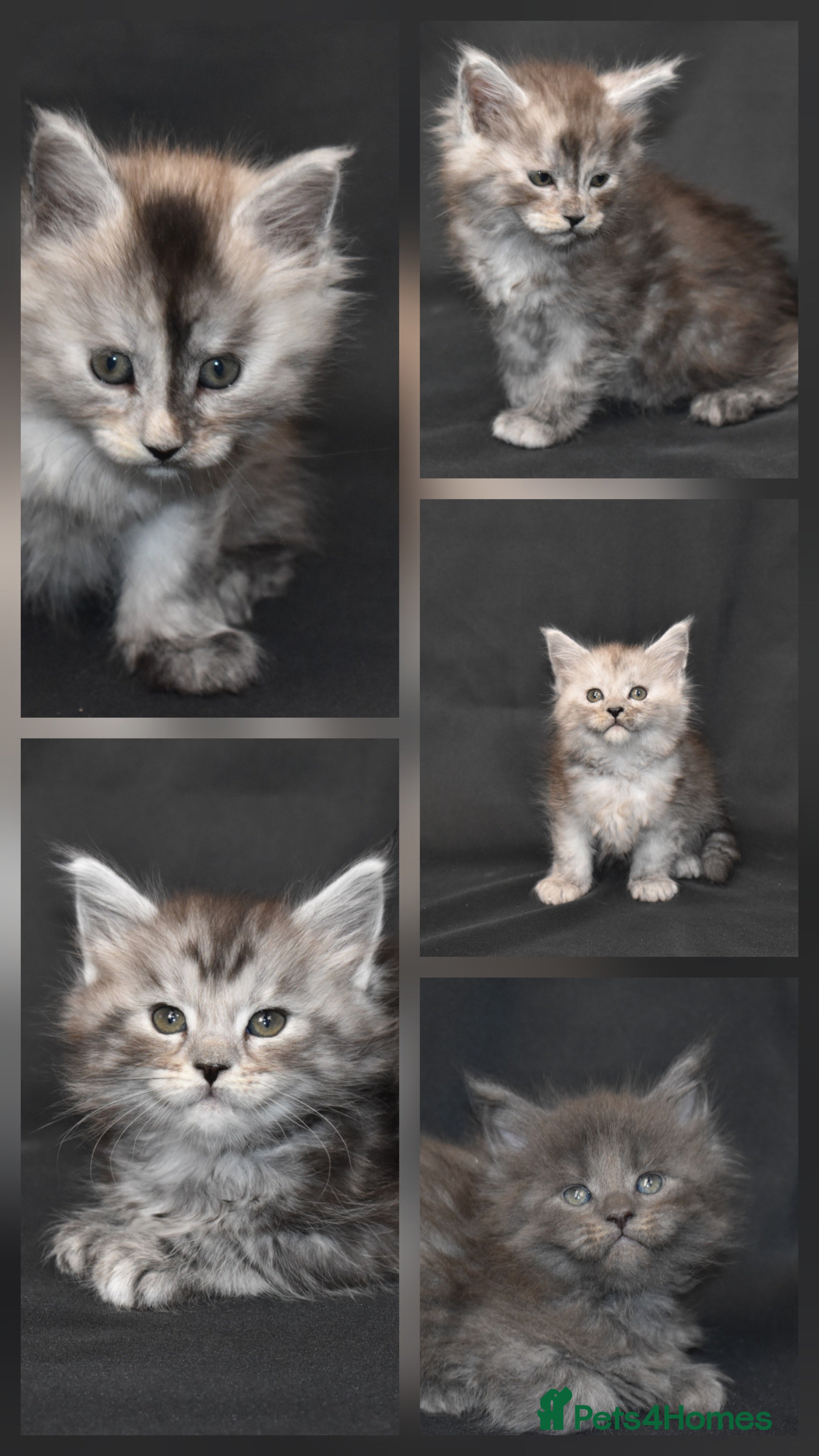 Maine Coon cats Tica kittens and retired queen available - Advert 4