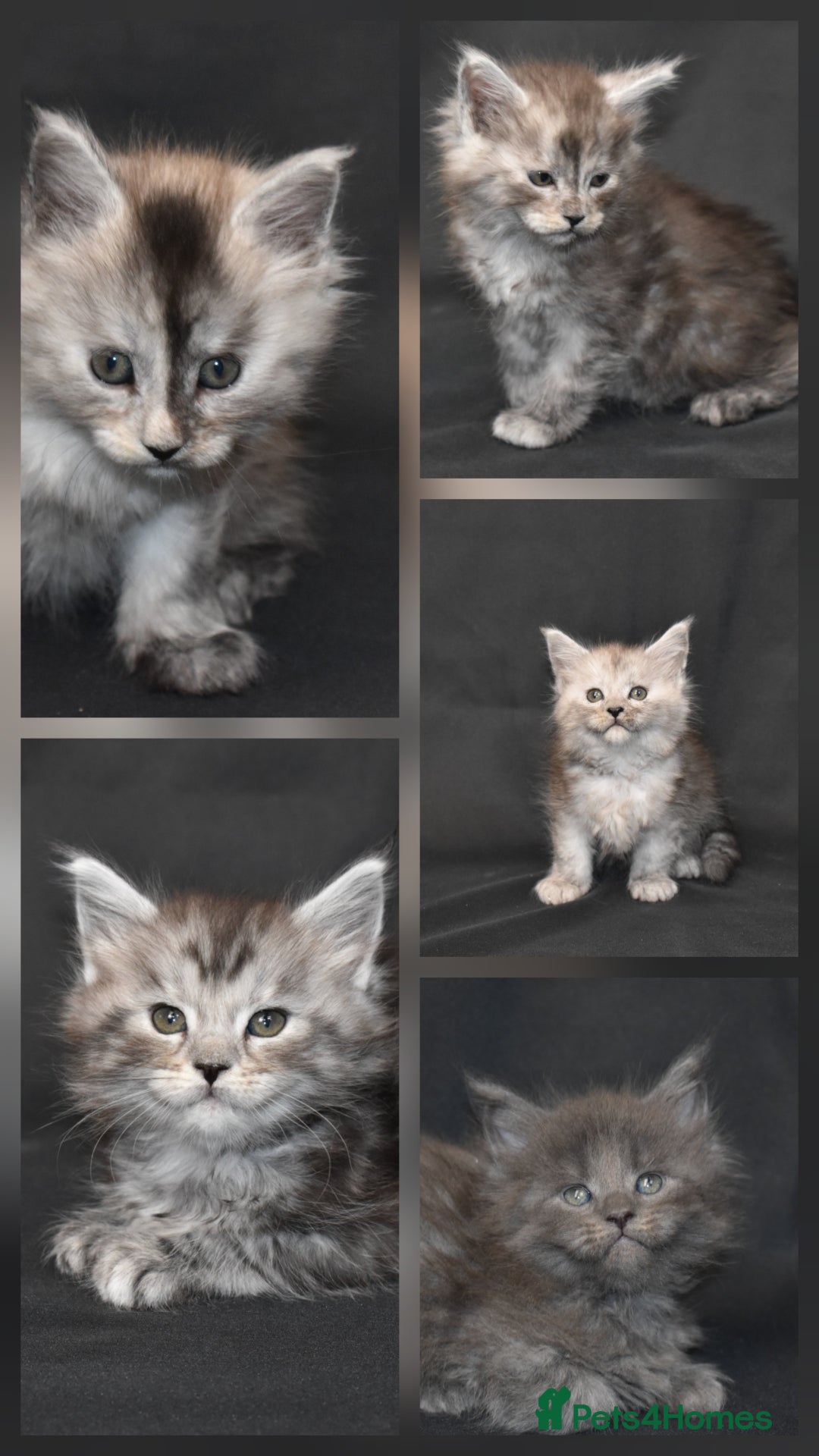Maine Coon cats for sale: Tica kittens and retired queen available - Advert 1