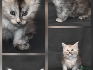 Maine Coon cats Tica kittens and retired queen available - Advert 2
