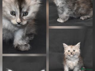 Maine Coon cats Tica kittens and retired queen available - Advert 10