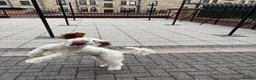 Sproodle dogs for sale: Beautiful Sproodle boy  - Advert 3