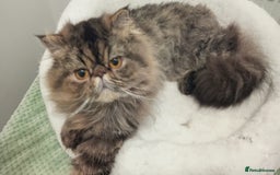 Persian cats for sale: Lovely boy rehoming  - Image 9