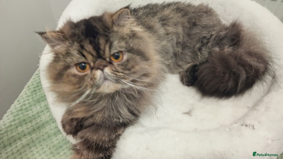 Persian cats for sale: Lovely boy rehoming  - Image 9