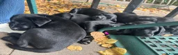 Labrador Retriever dogs for sale: Black Labrador pups, KC, dna tests, great scores - Advert 3