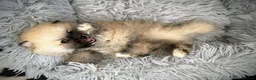 Pomeranian dogs for sale: Teddy bear Pomeranian  - Advert 6