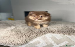 Pomeranian dogs for stud: 💜🧡Lilac & tan KC stud Benji champions in line  in Guildford - Image 30