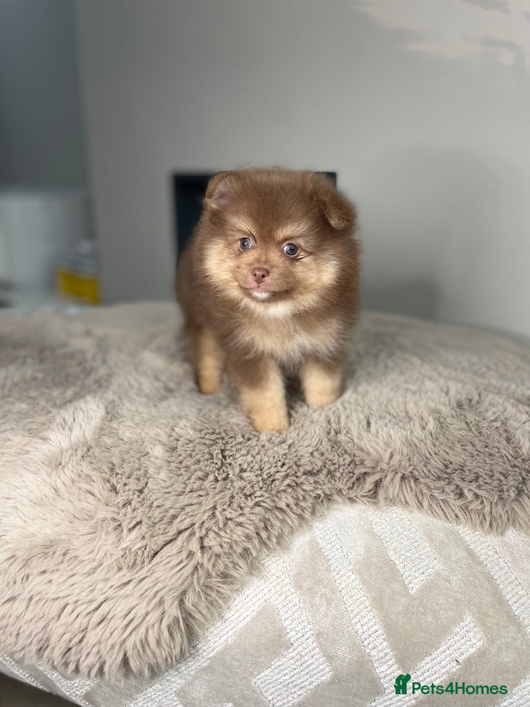 Pomeranian dogs for stud: 💜🧡Lilac & tan KC stud Benji champions in line  in Guildford - Image 30